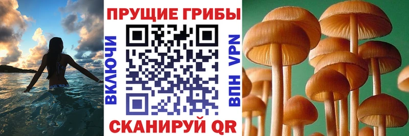 Псилоцибиновые грибы мицелий  Жуковка 